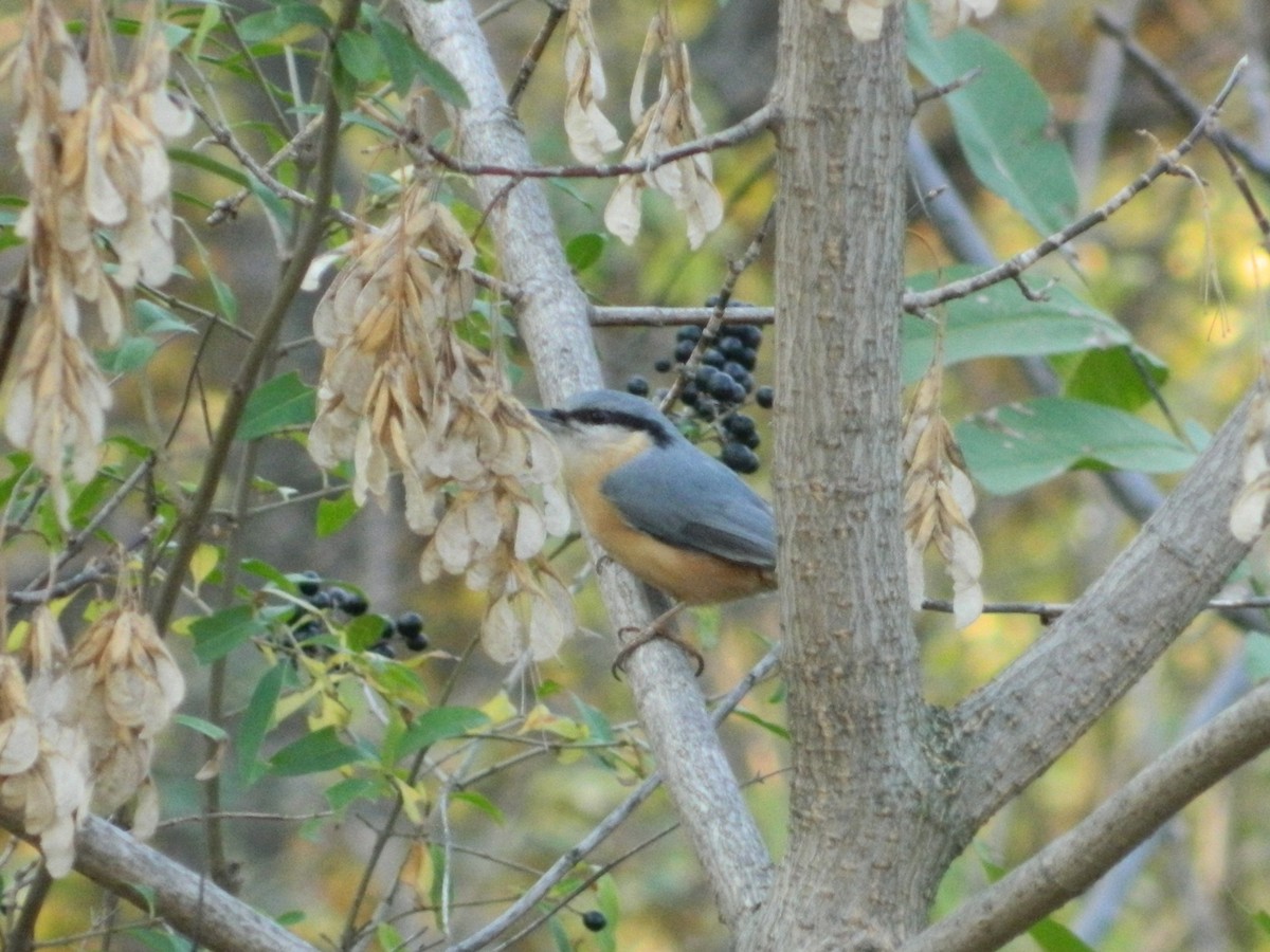 Garrapo eurasiarra - ML645906085