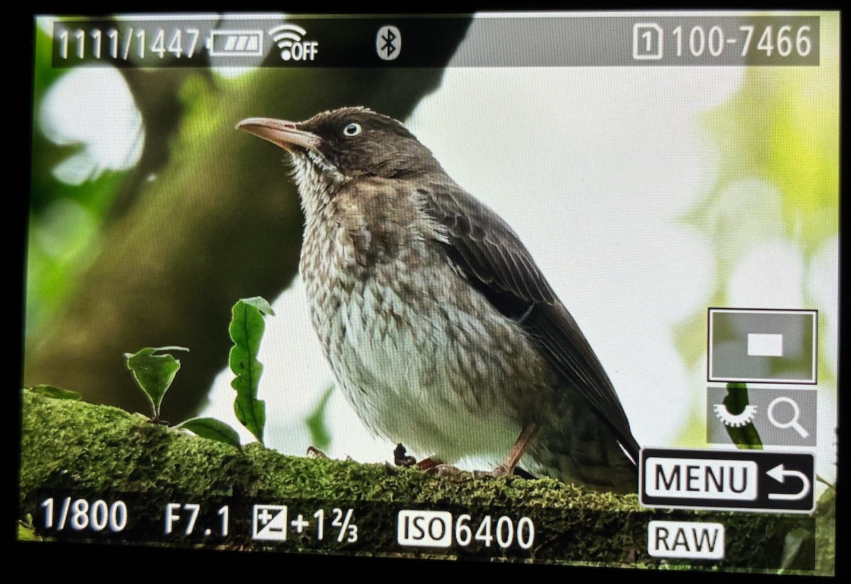 Pearly-eyed Thrasher - ML645906086