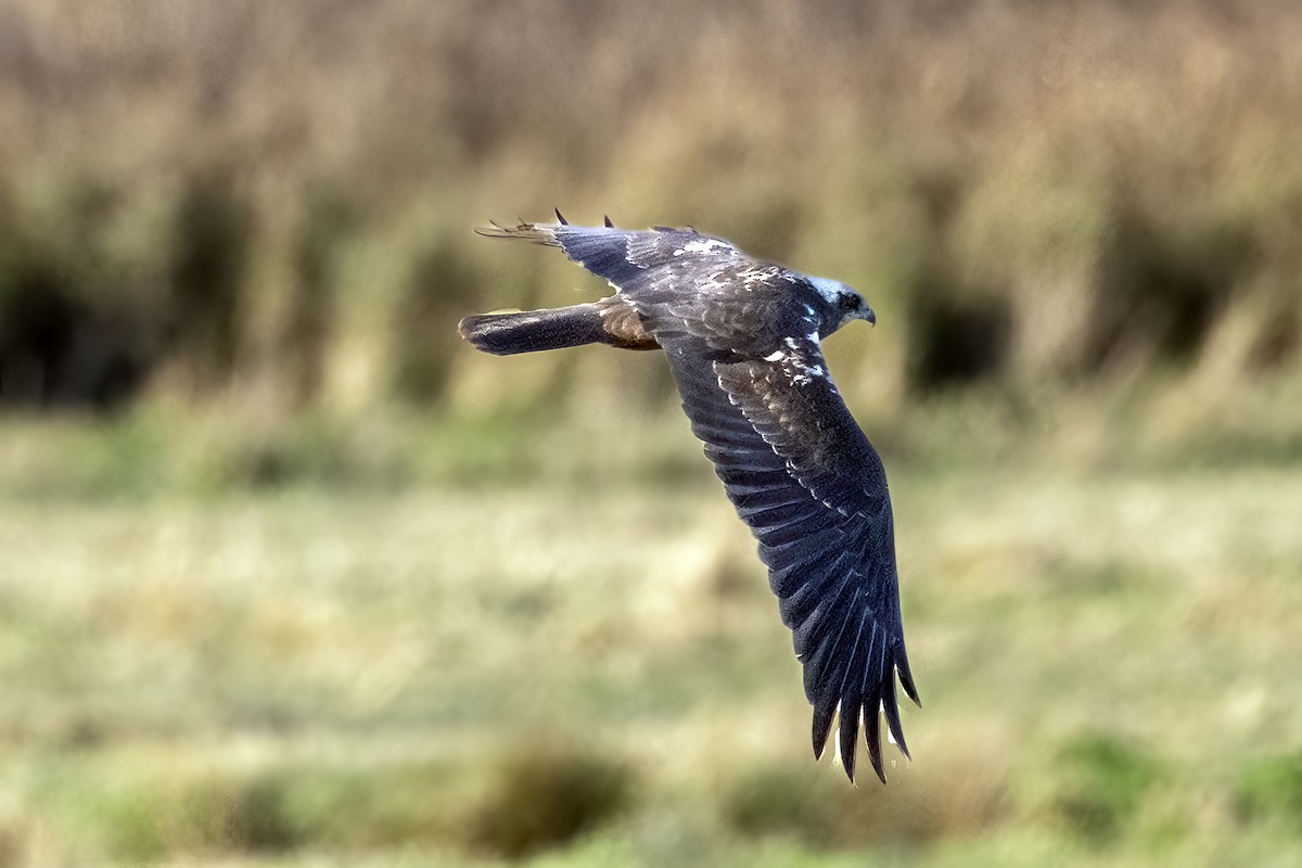 Zingira-mirotz eurasiarra - ML645906087