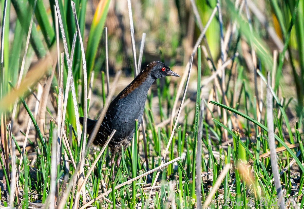 Dot-winged Crake - ML645906095