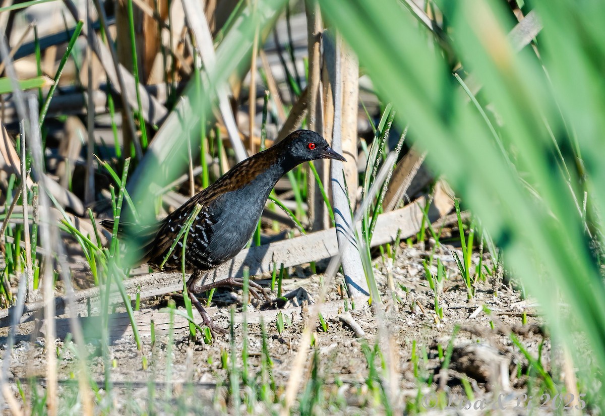 Dot-winged Crake - ML645906096