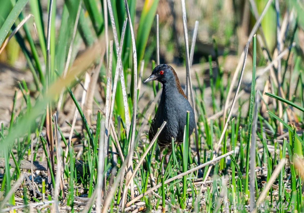 Dot-winged Crake - ML645906097