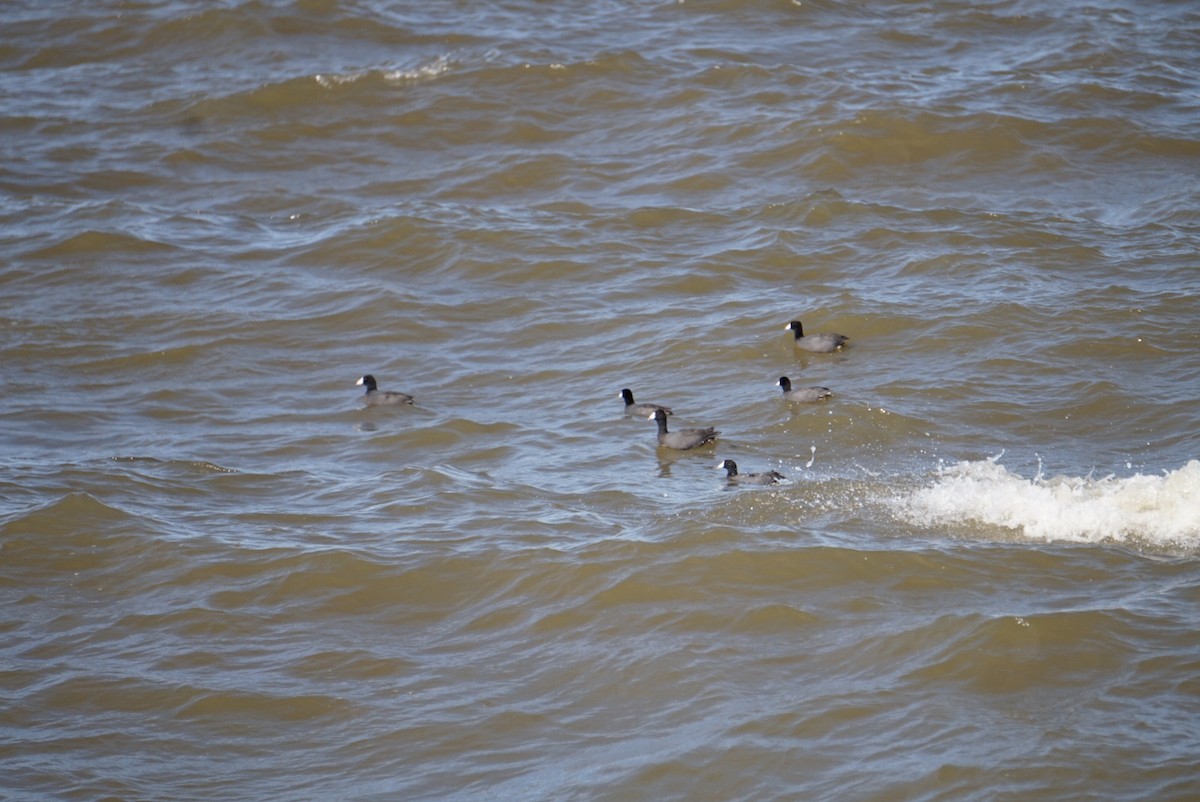 Kopetazuri amerikarra - ML645906098