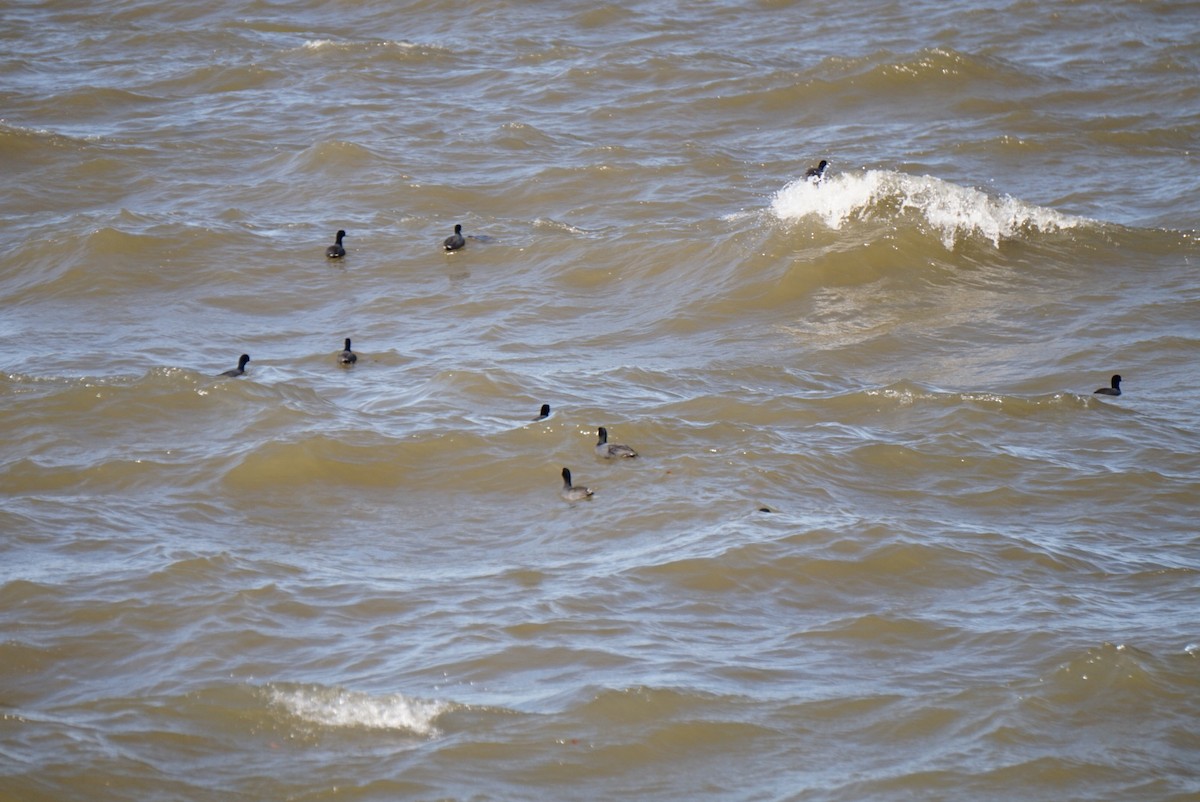 Kopetazuri amerikarra - ML645906099