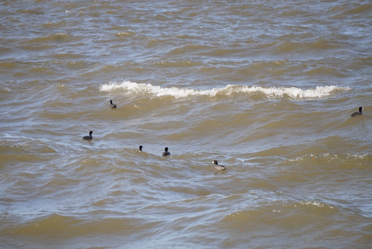 Kopetazuri amerikarra - ML645906100