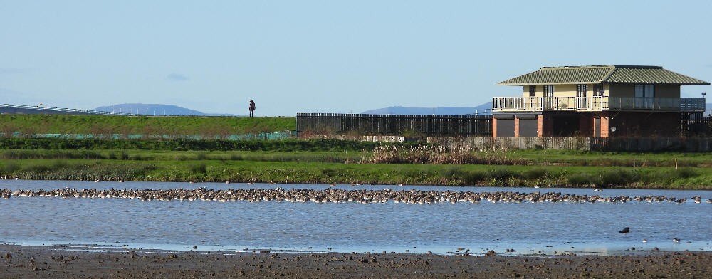 Kuliska buztanbeltza - ML645906102