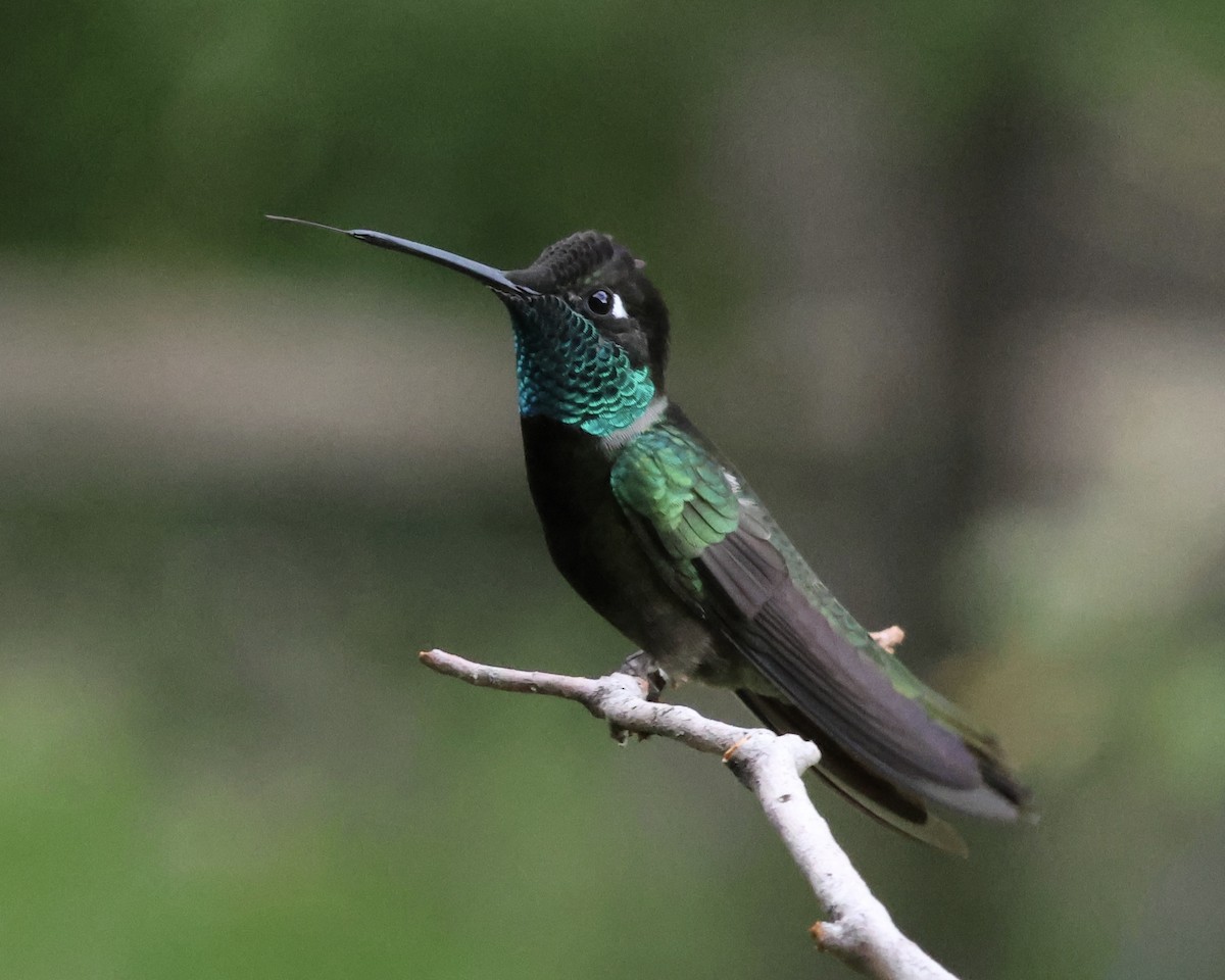 Rivoli's Hummingbird - ML645906103