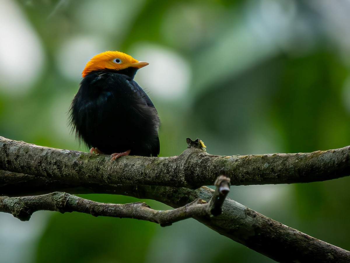 Golden-headed Manakin - ML645906105