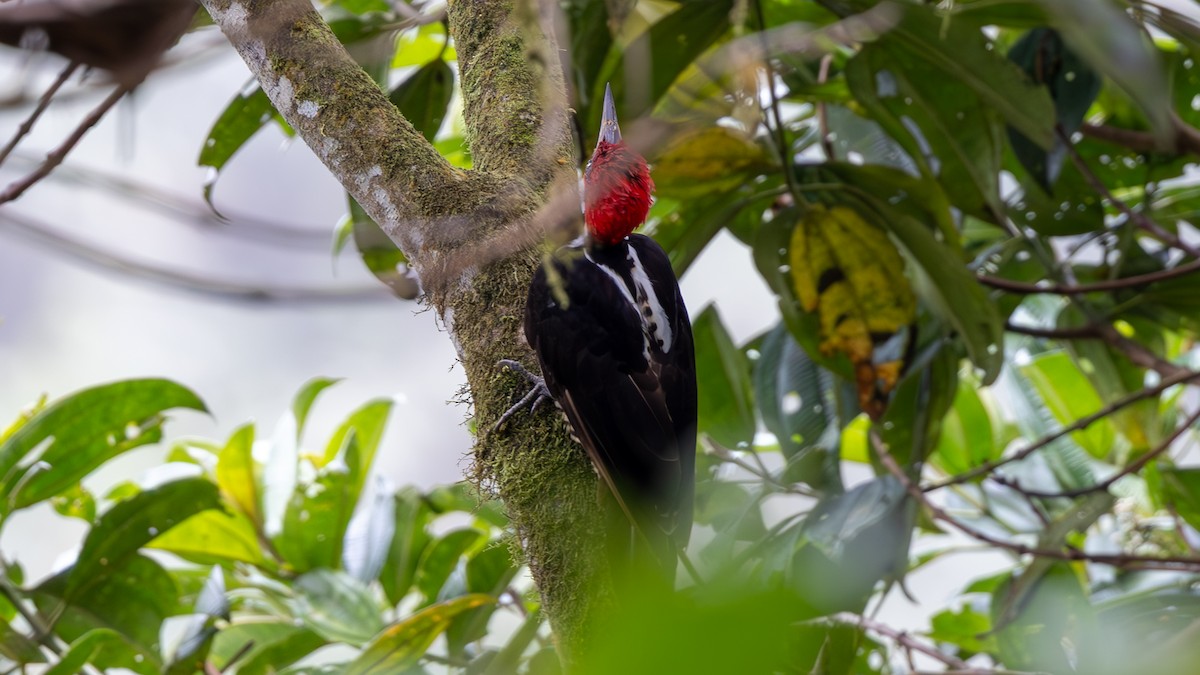 Powerful Woodpecker - ML645906107