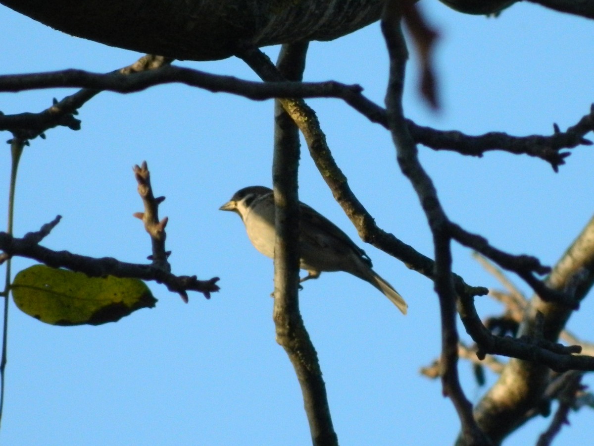 Landa-txolarrea - ML645906111