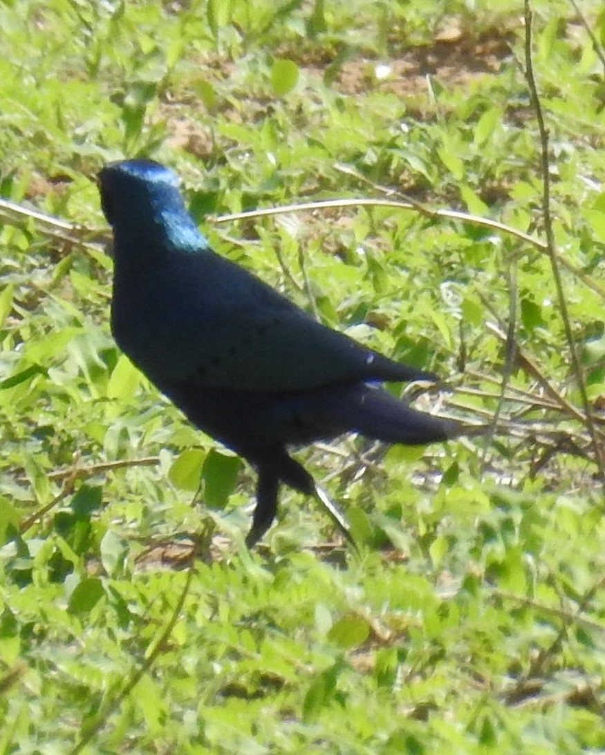 Red-billed Spurfowl - ML645906112