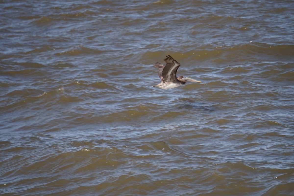 Pelikano arrea - ML645906114