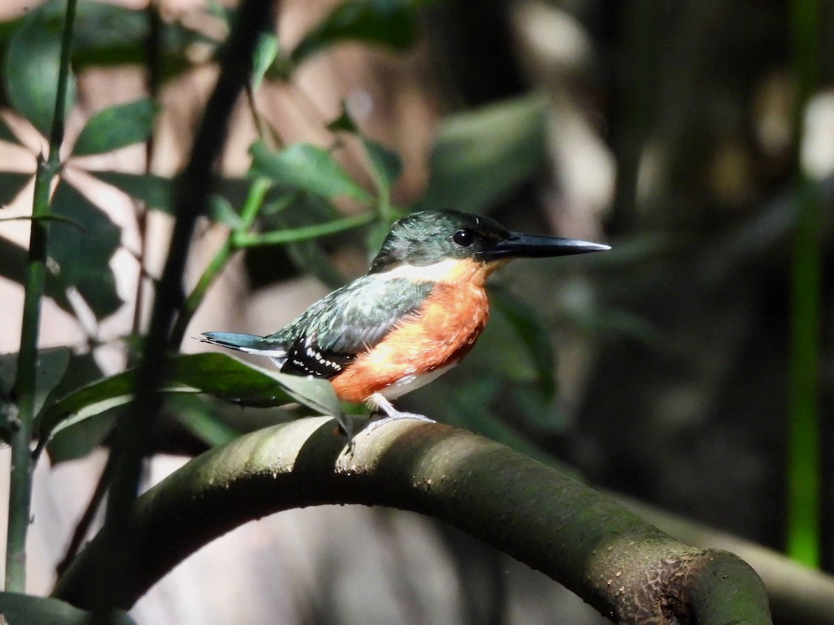 American Pygmy Kingfisher - ML645906116