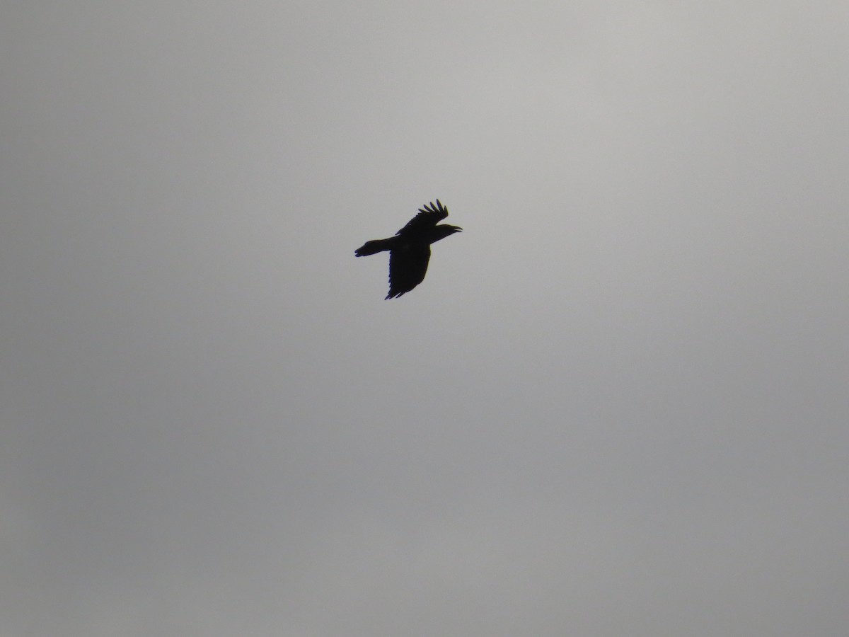 עורב שחור - ML645906117