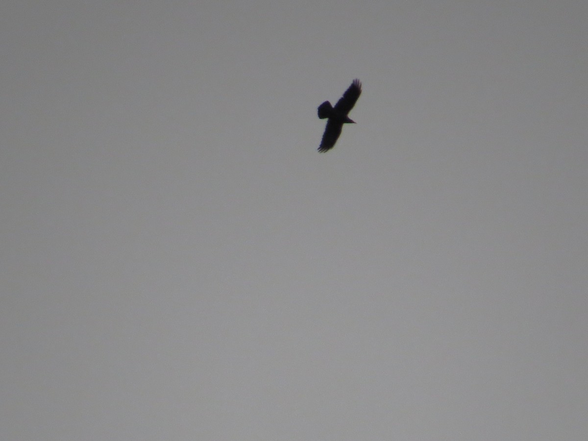 עורב שחור - ML645906118