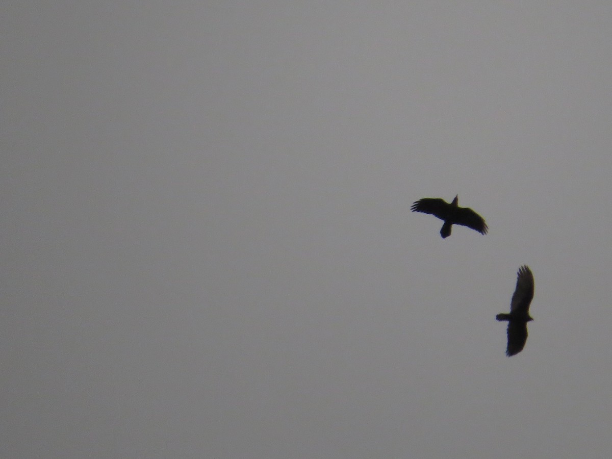 עורב שחור - ML645906119