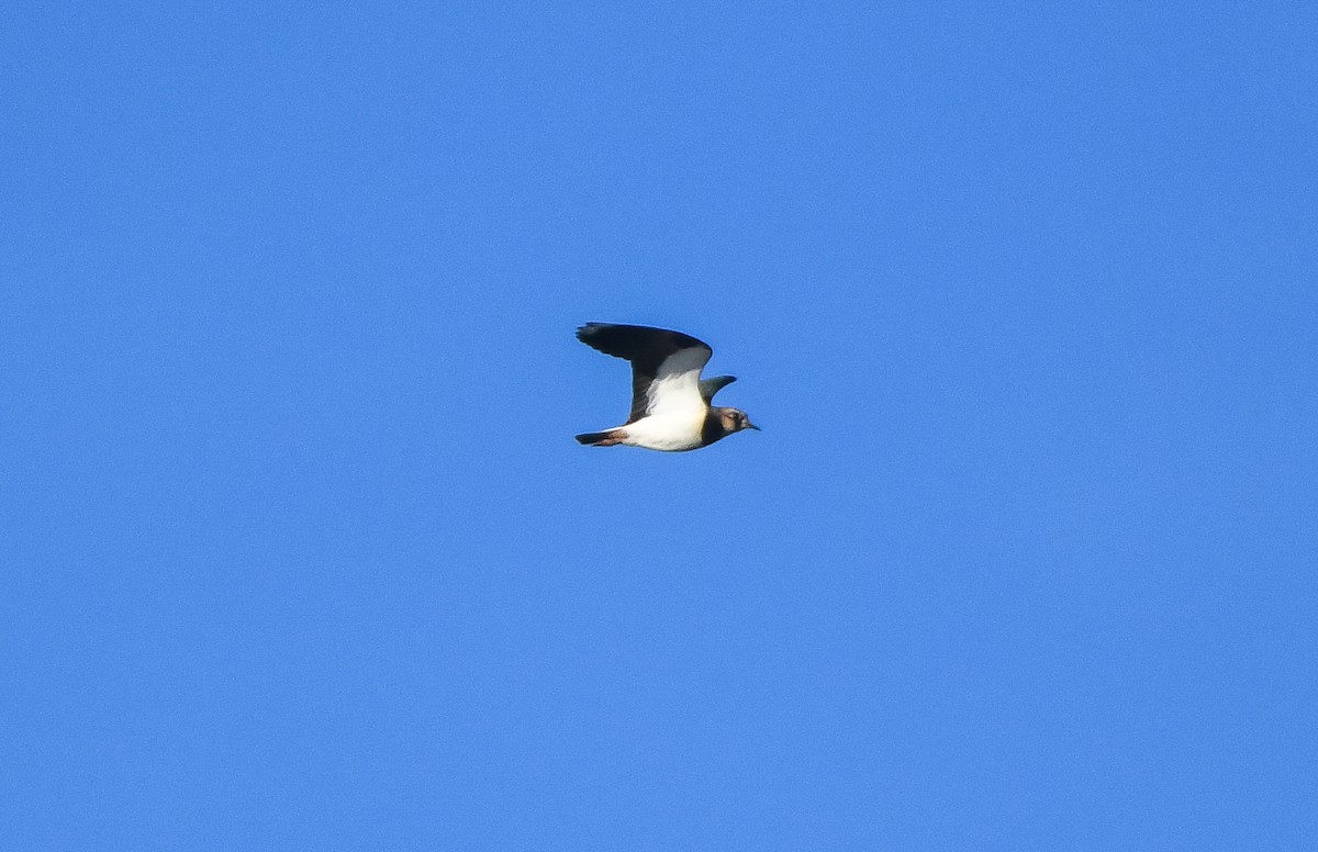 Northern Lapwing - ML645906121