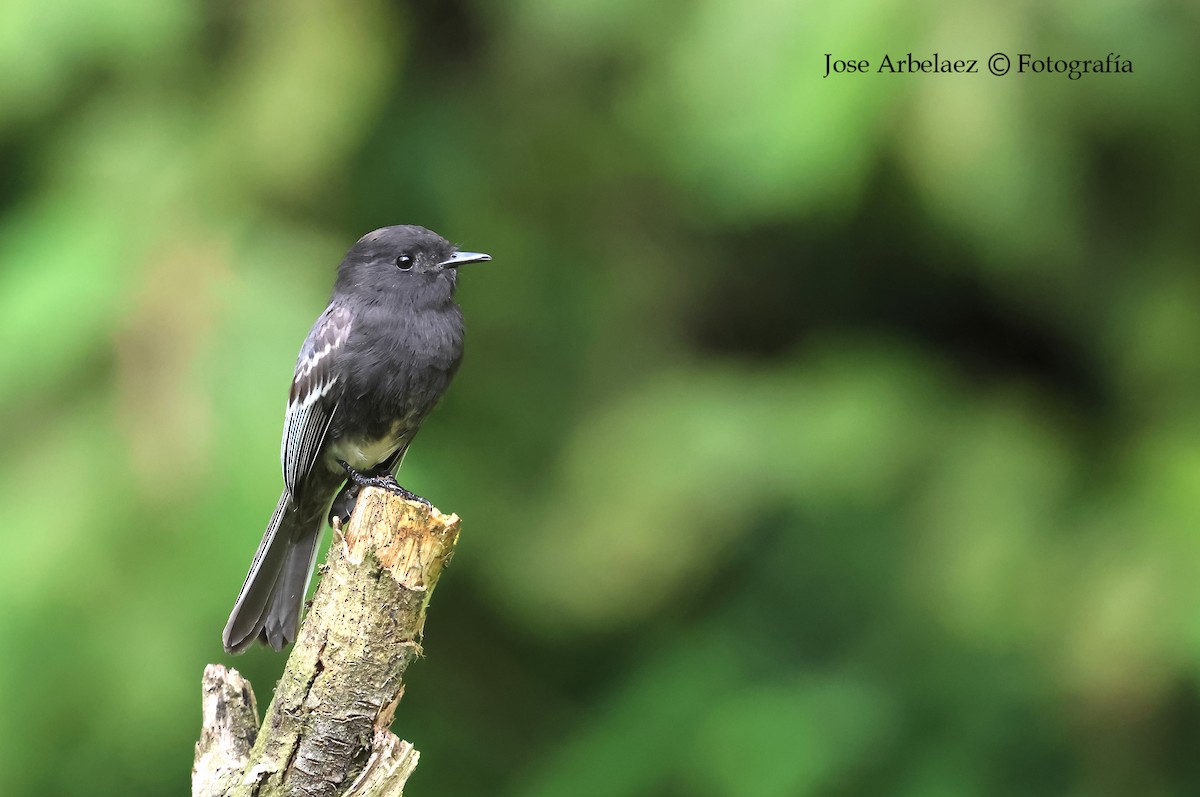 Black Phoebe - ML645906123