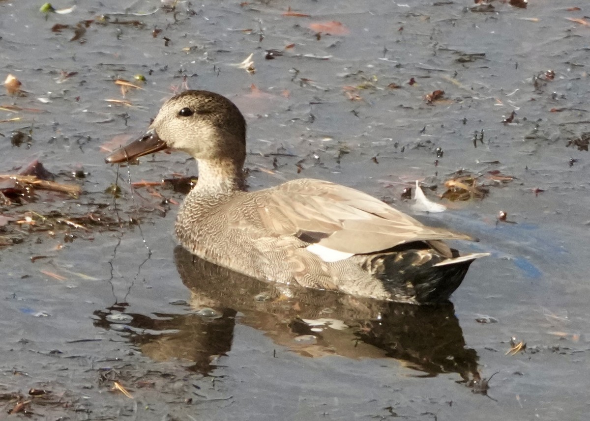 kopřivka obecná - ML645906128