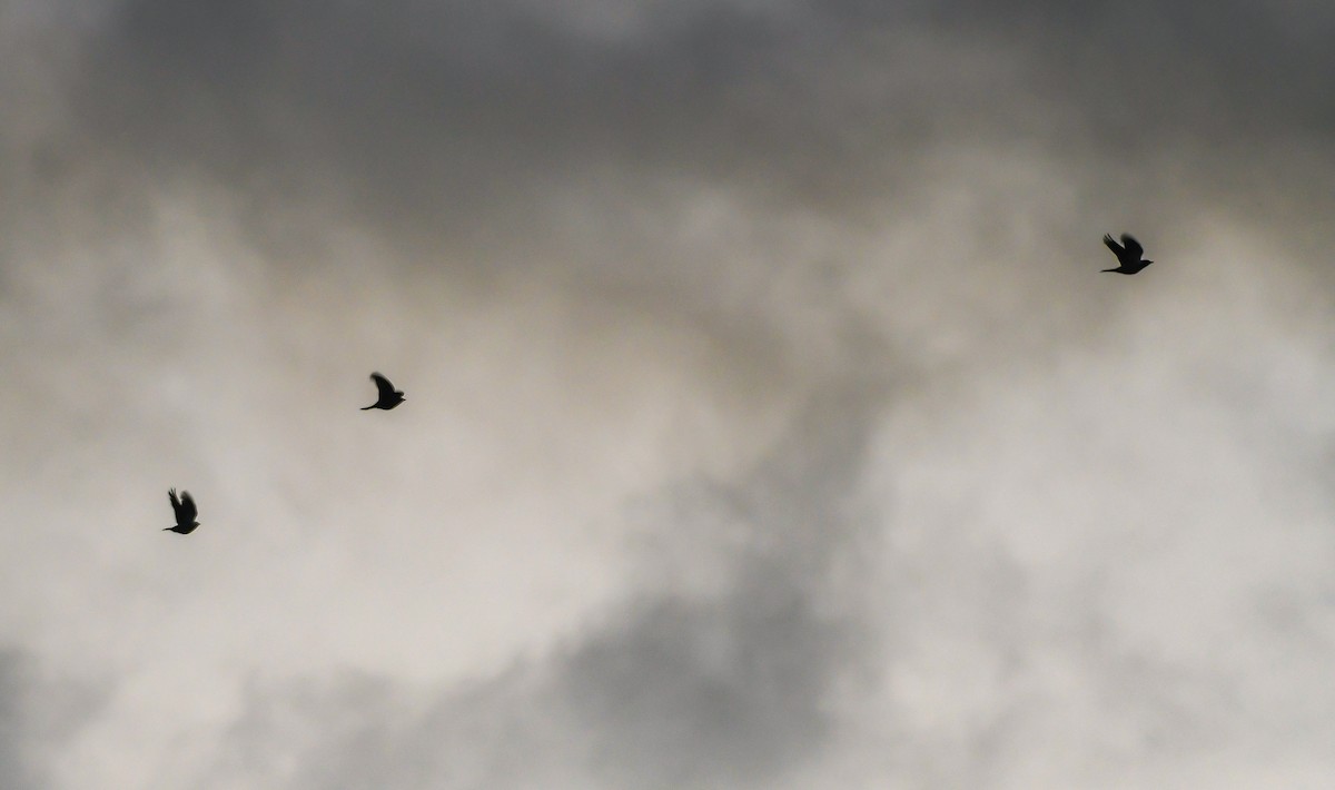 Fieldfare - ML645906131