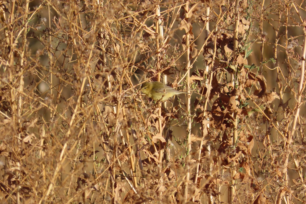 Luì grosso - ML645906132