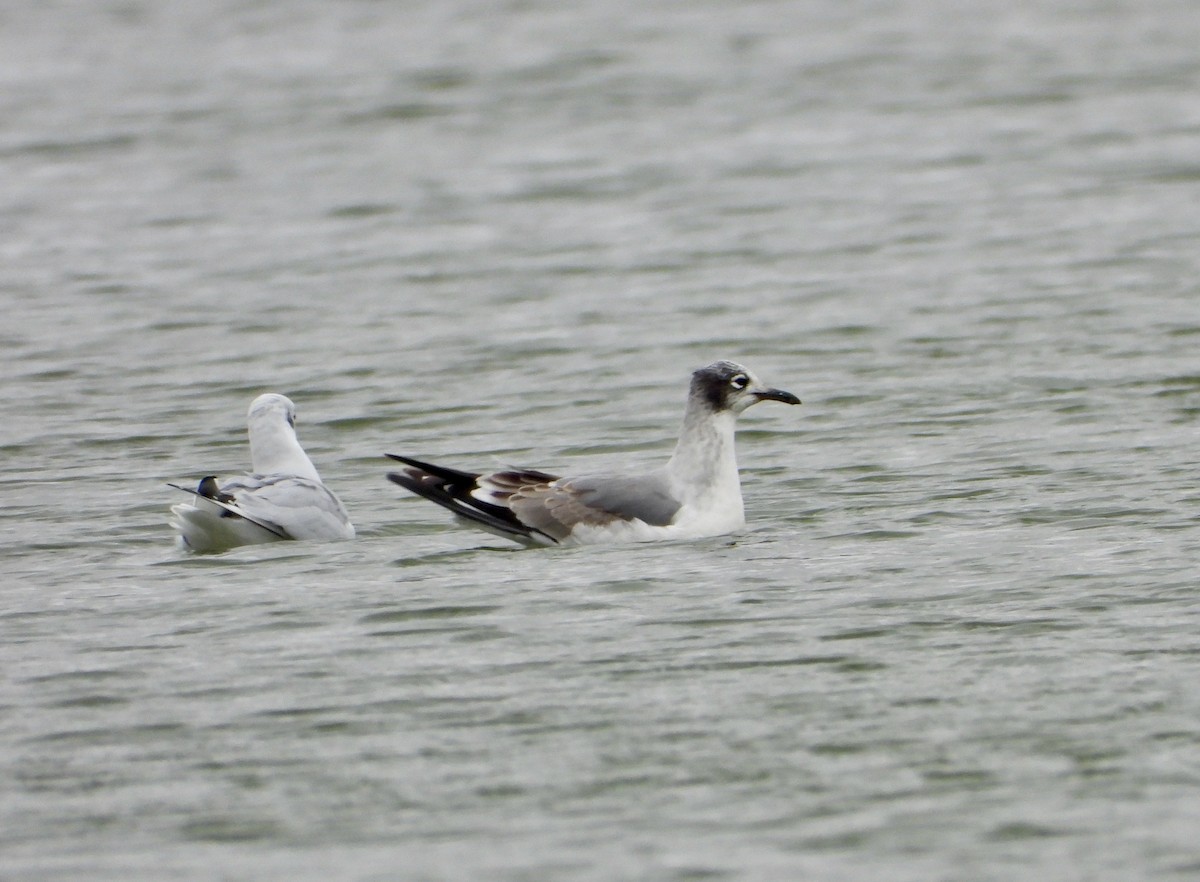 Gaviota Pipizcan - ML645906133