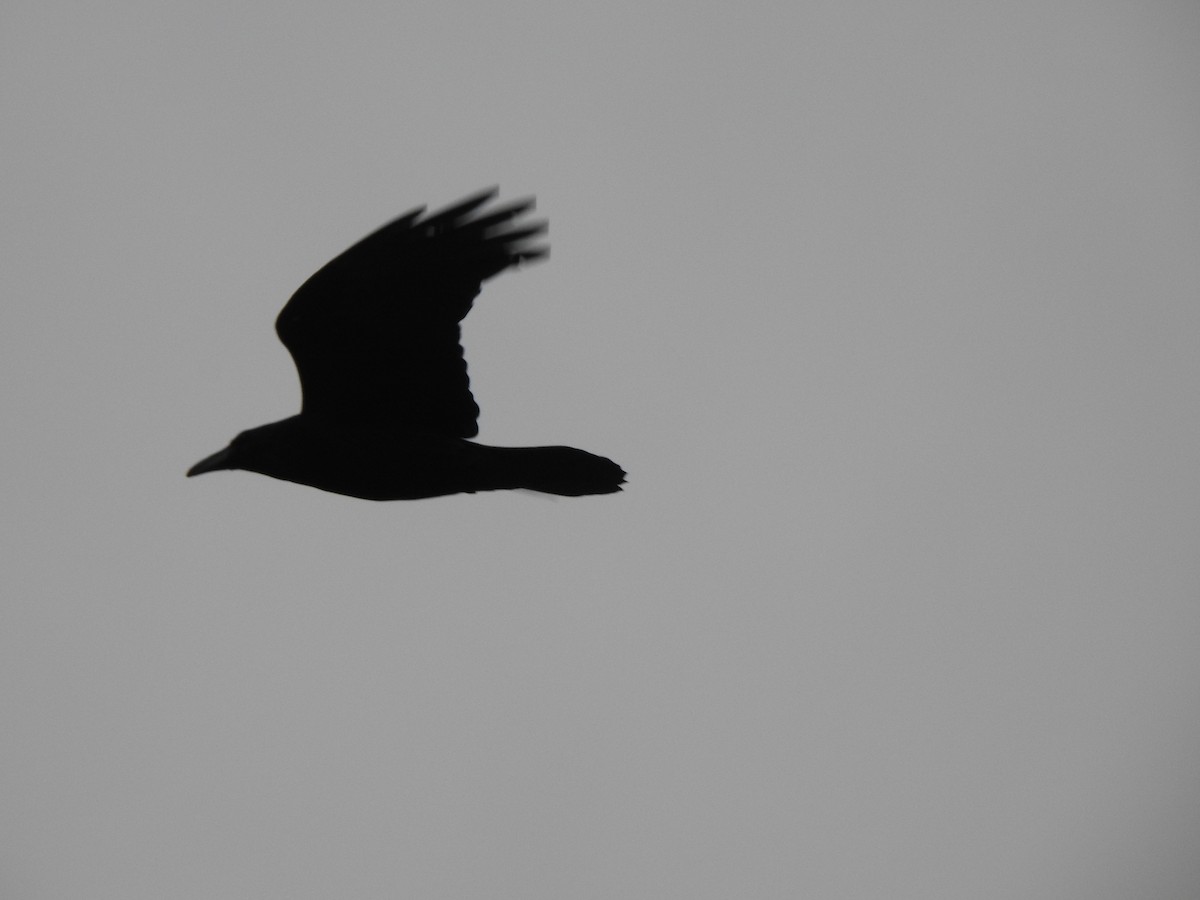 עורב שחור - ML645906135