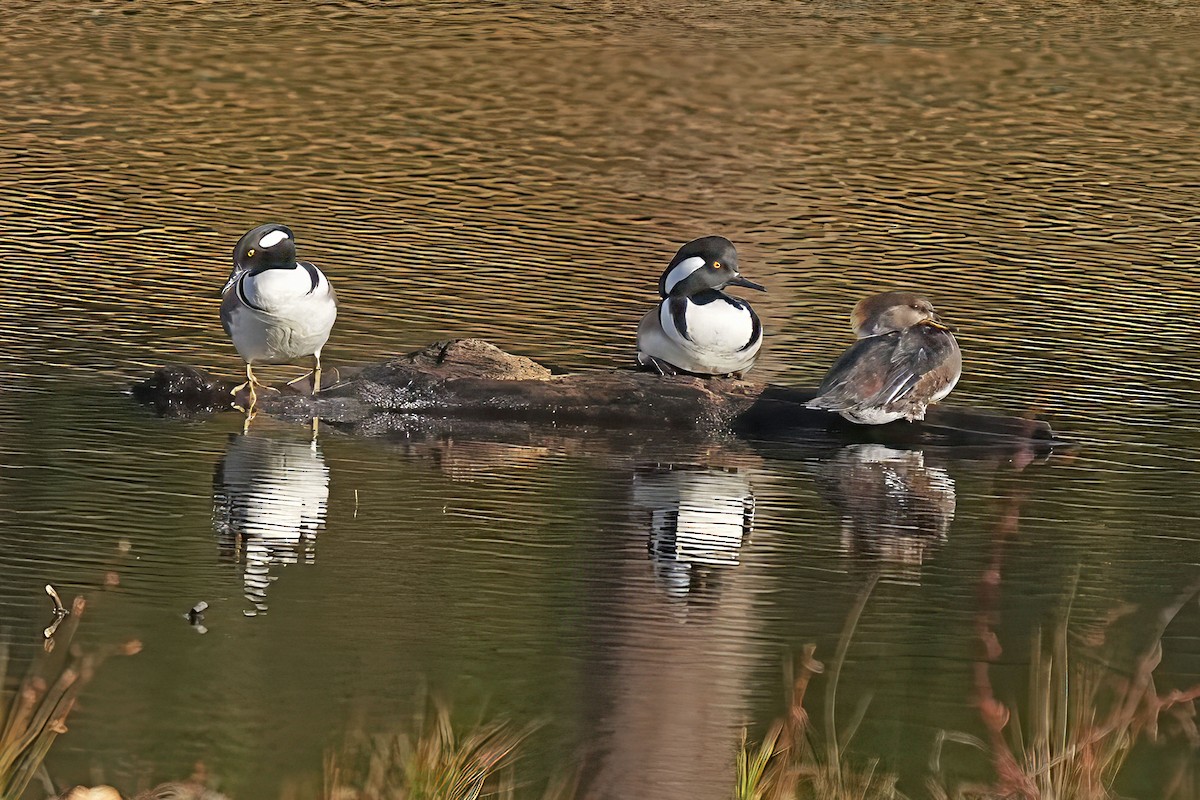 Smergo dal cappuccio - ML645906136