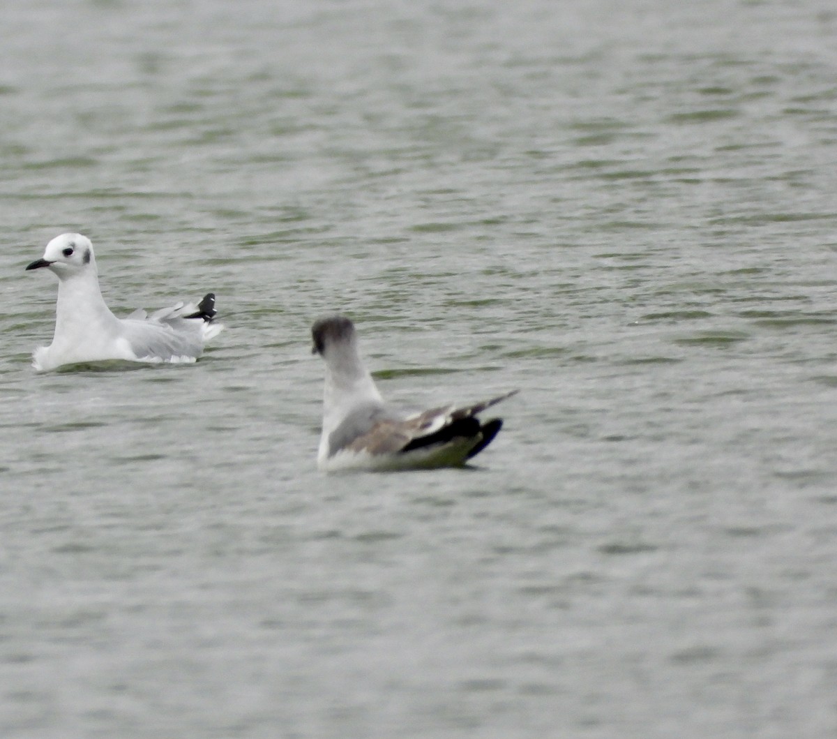 Gaviota Pipizcan - ML645906140