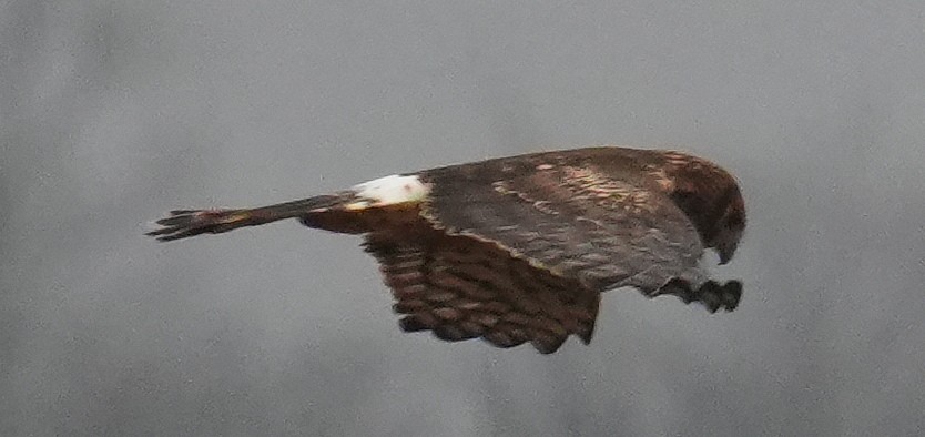 Northern Harrier - ML645906141