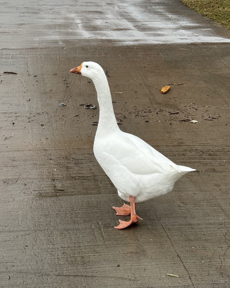 Domestic goose sp. (Domestic type) - ML645906144
