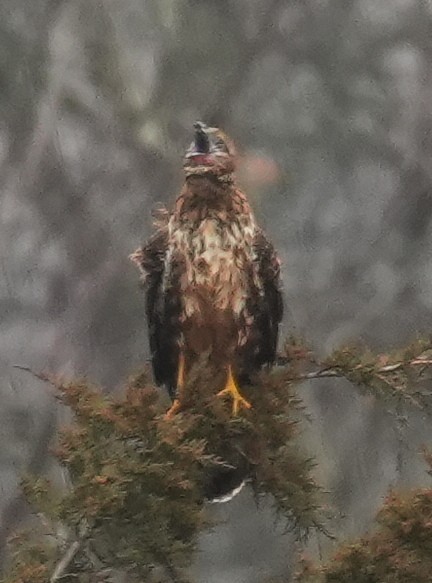 Northern Harrier - ML645906146