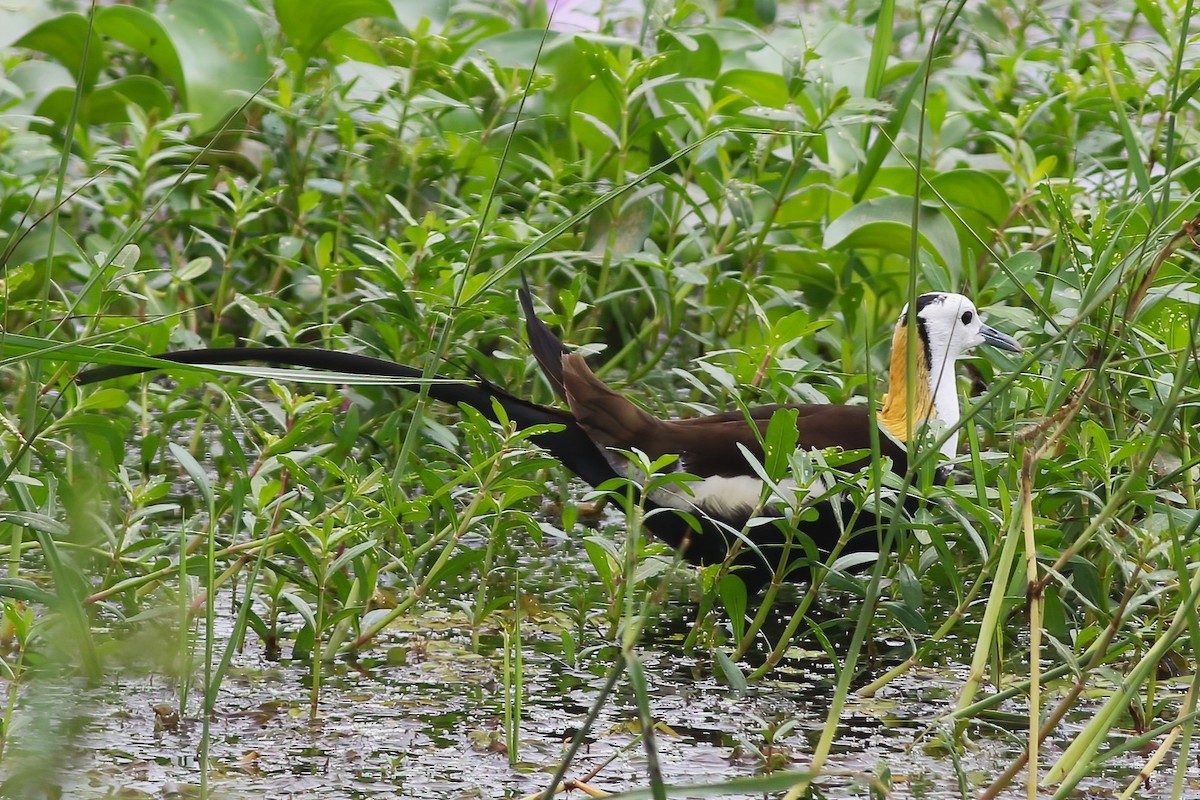 Jacana à longue queue - ML645906149