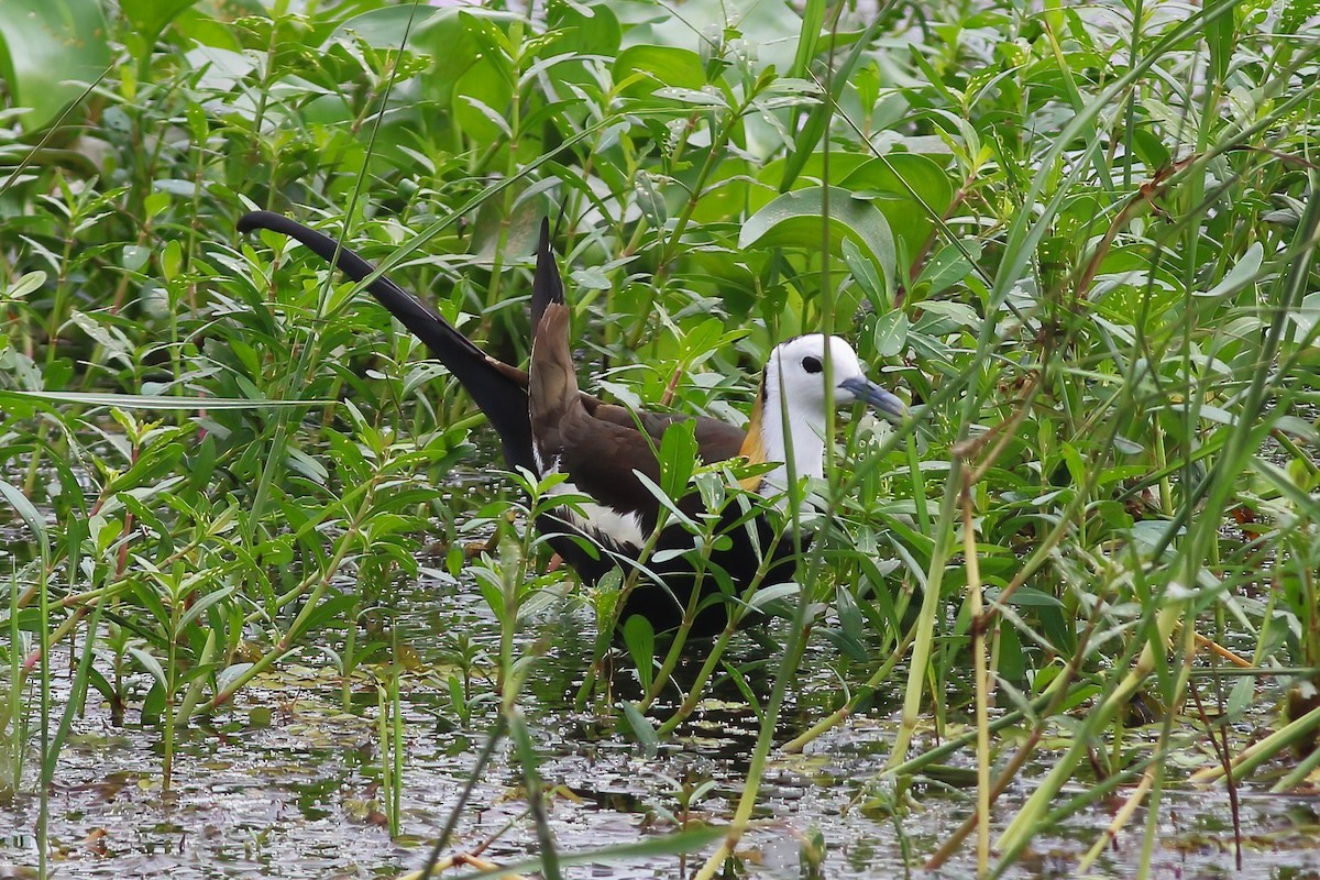 Jacana à longue queue - ML645906150