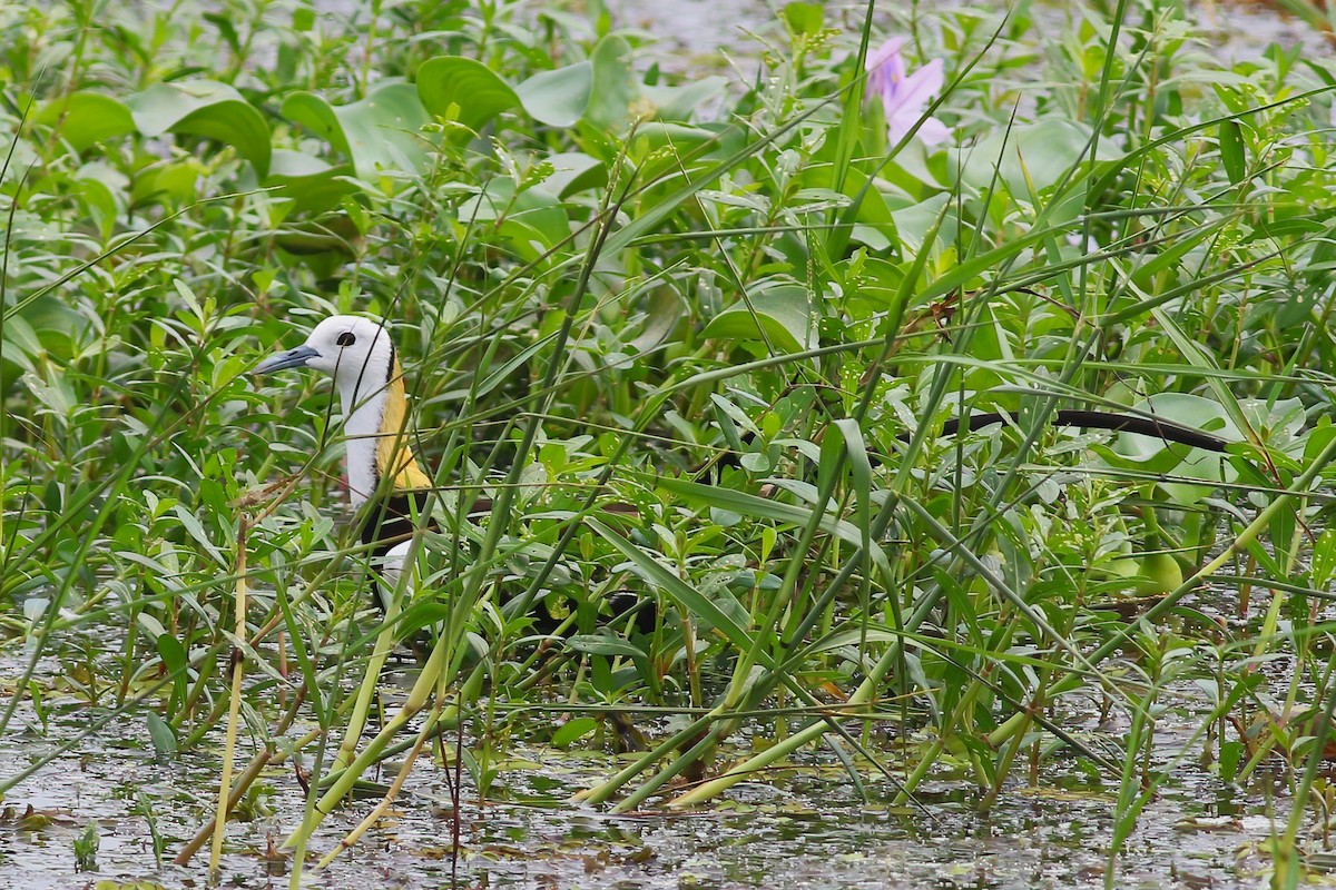 Jacana à longue queue - ML645906151