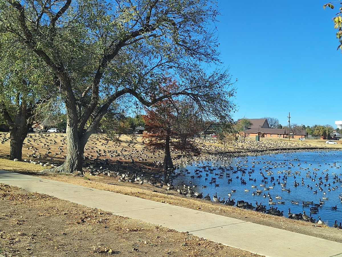 小加拿大雁 - ML645906160