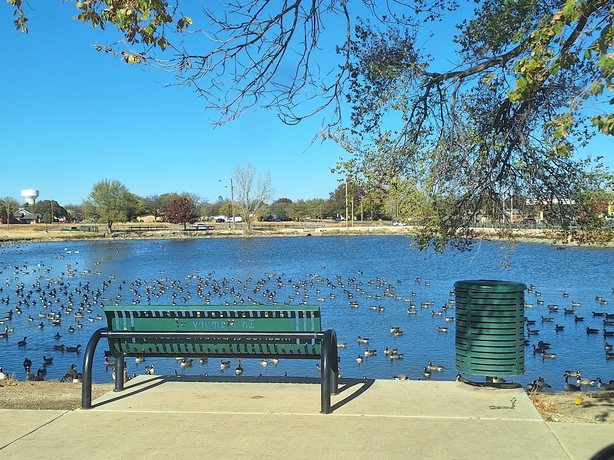 小加拿大雁 - ML645906161