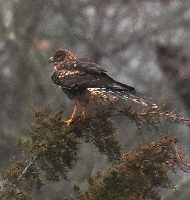 Northern Harrier - ML645906162