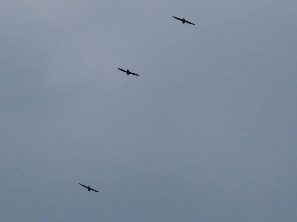 Chapman's Swift - ML645906165