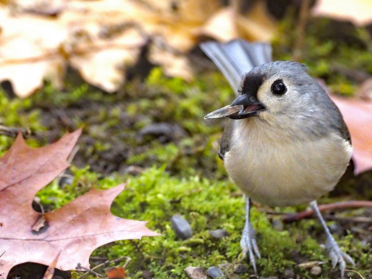Tufted Titmouse - ML645906167