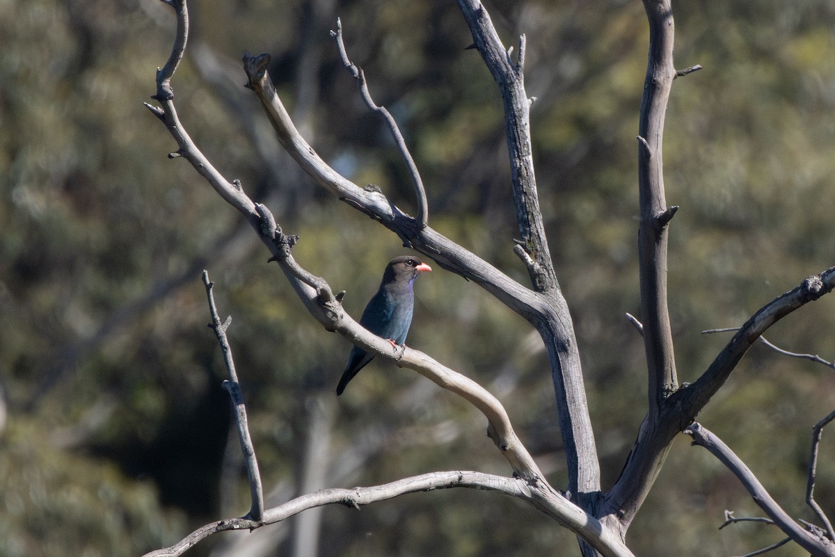 Dollarbird - ML645906174