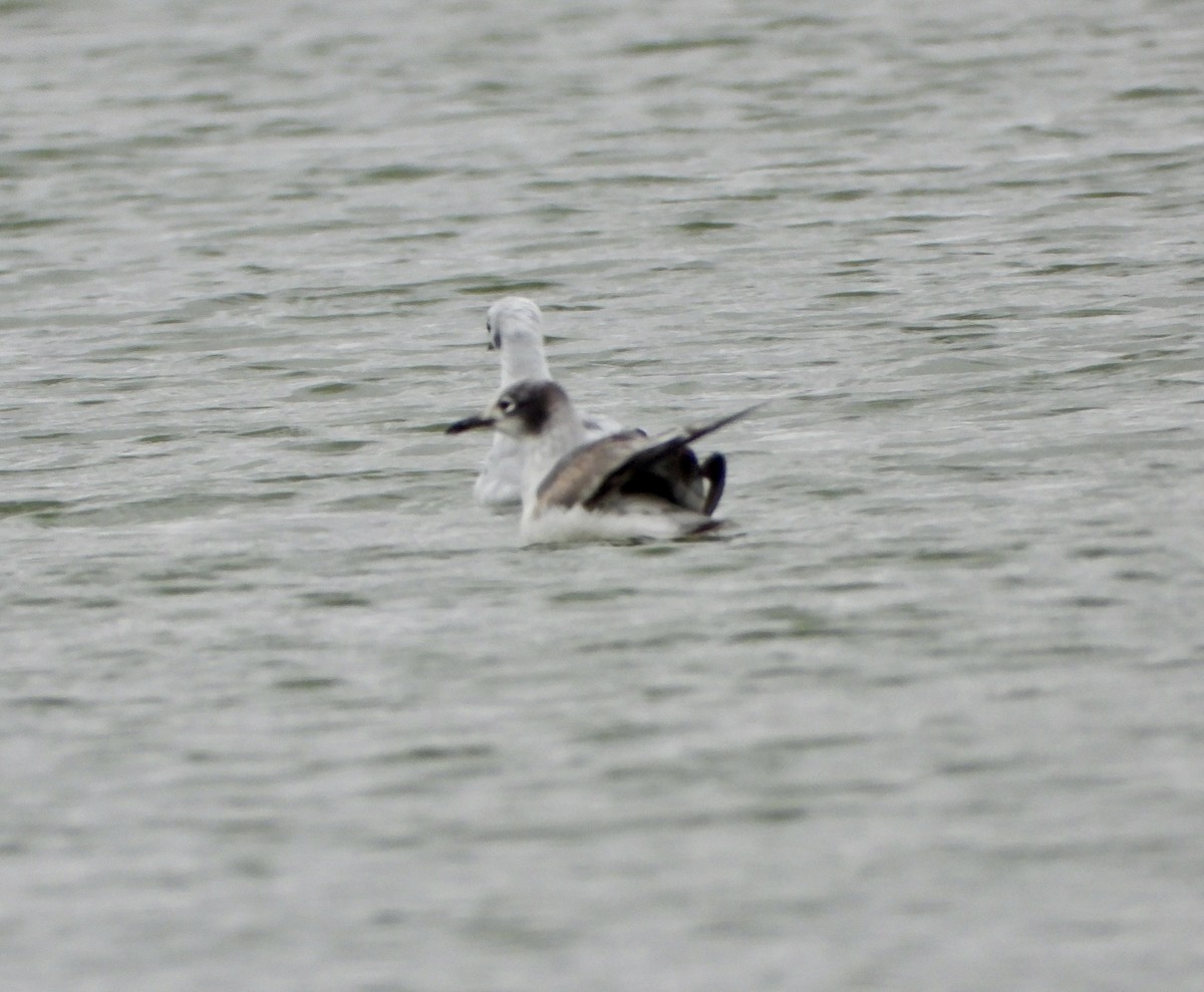 Gaviota Pipizcan - ML645906178