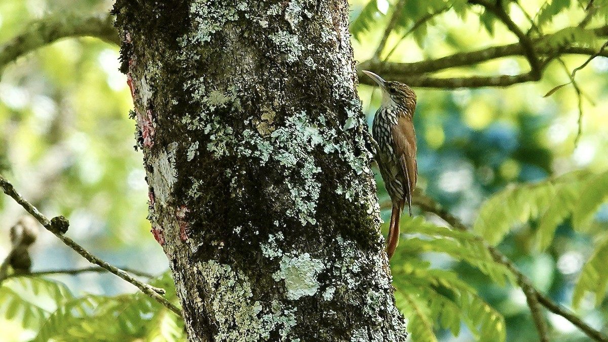 Scaled Woodcreeper - ML645906181