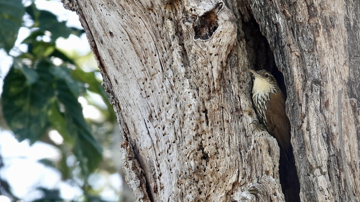 Scaled Woodcreeper - ML645906182
