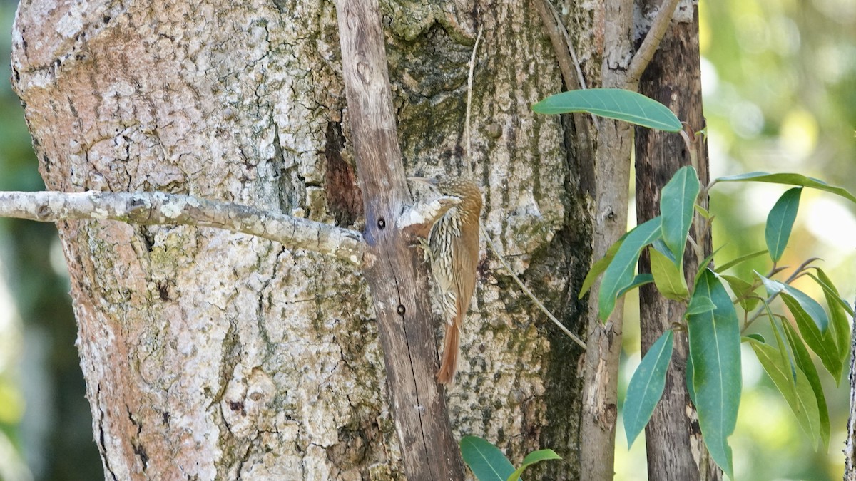 Scaled Woodcreeper - ML645906183