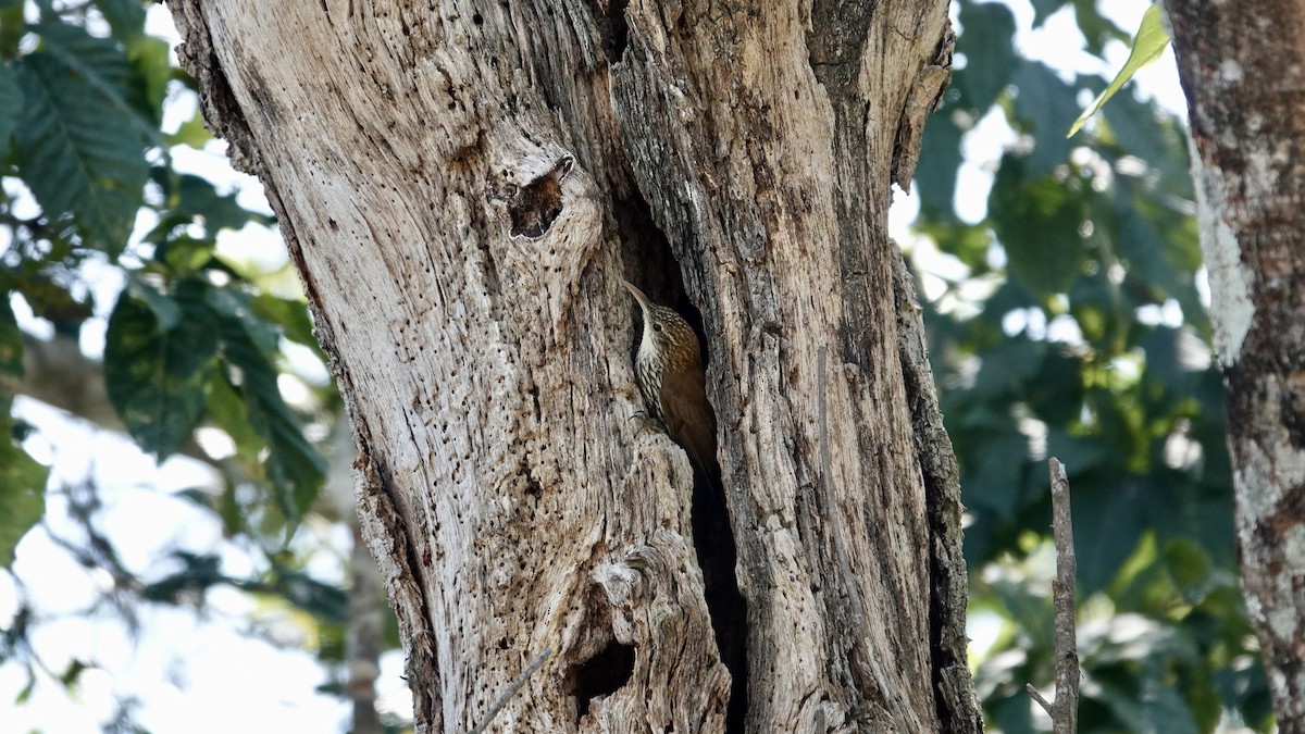 Scaled Woodcreeper - ML645906184