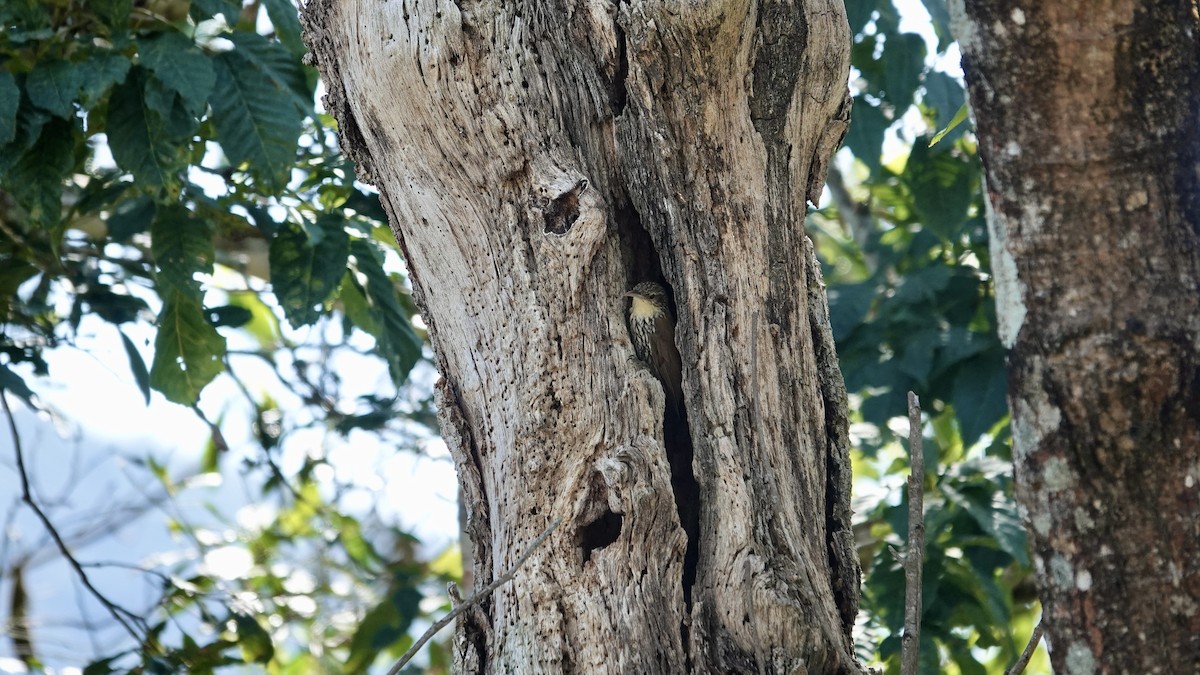 Scaled Woodcreeper - ML645906185