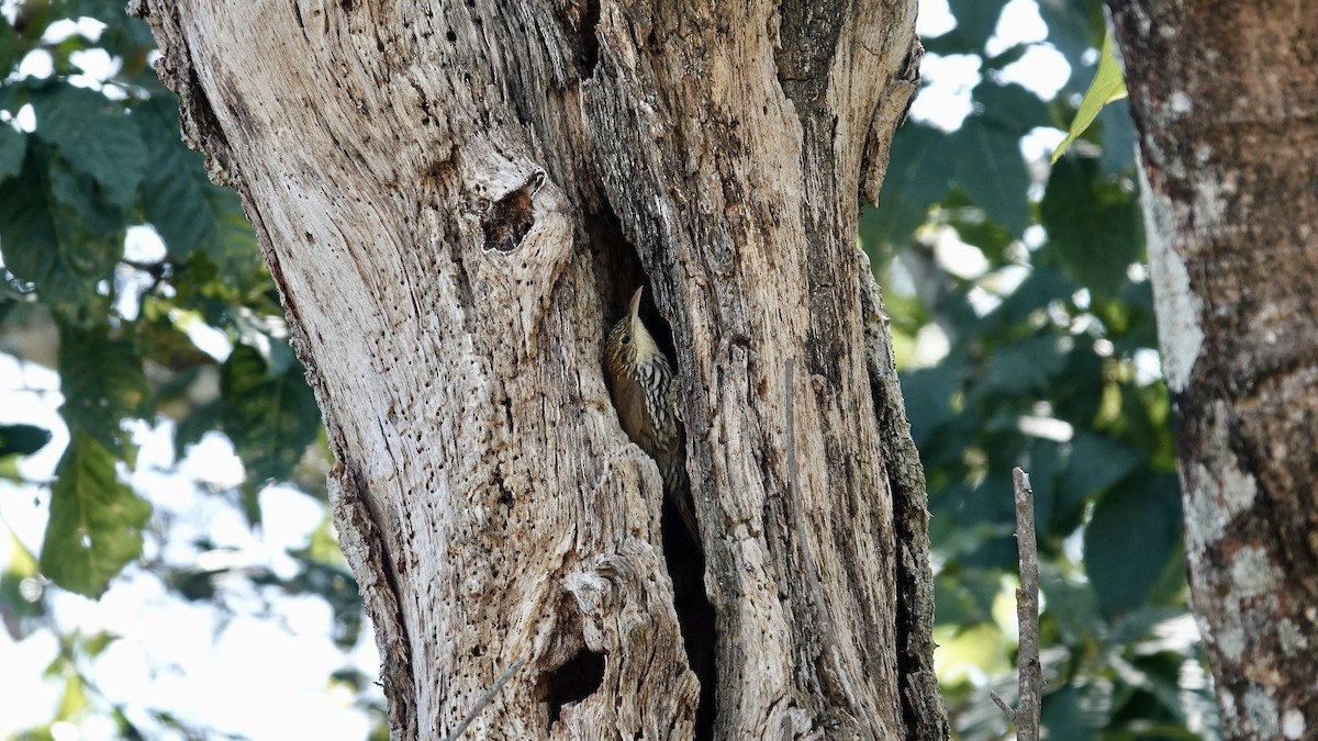 Scaled Woodcreeper - ML645906186