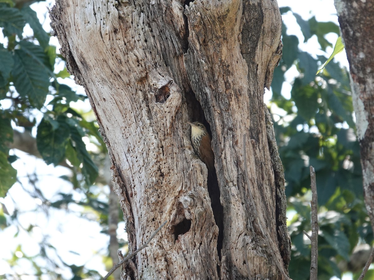 Grimpar écaillé - ML645906188