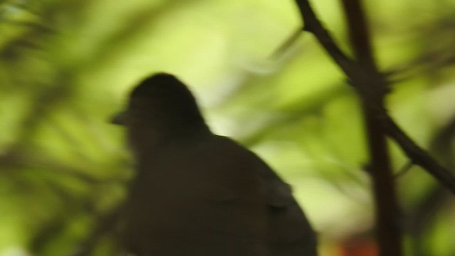 passerine sp. - ML645906195